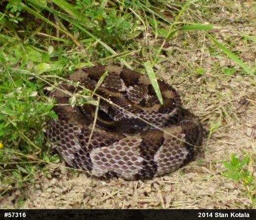 Timber Rattlesnake