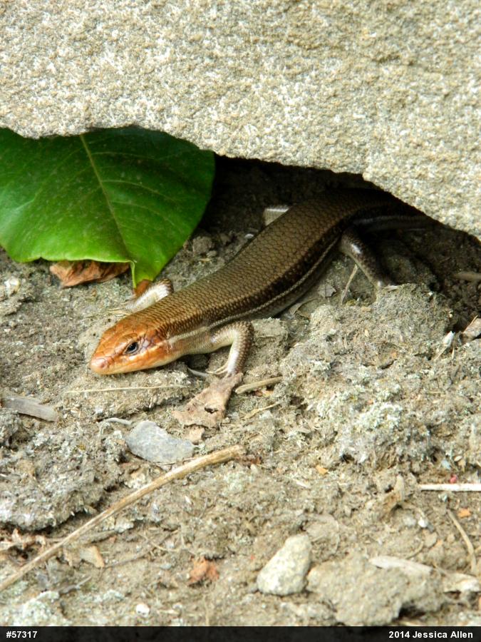 Broad-headed Skink