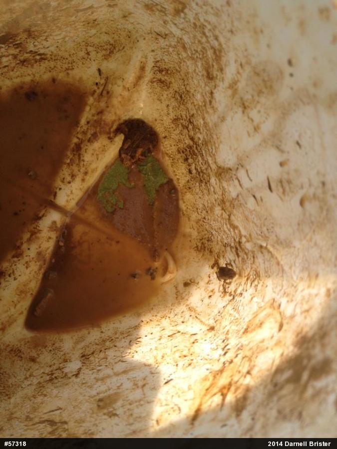 Eastern American Toad