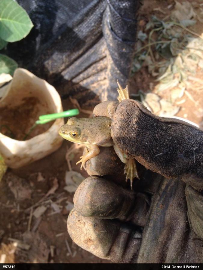 American Bullfrog