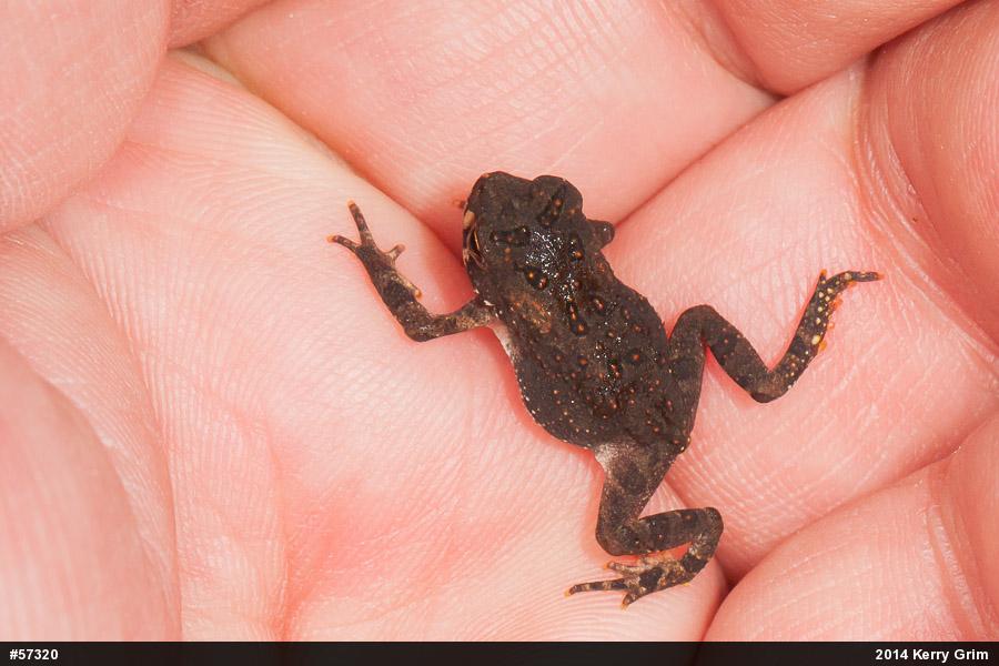 Eastern American Toad
