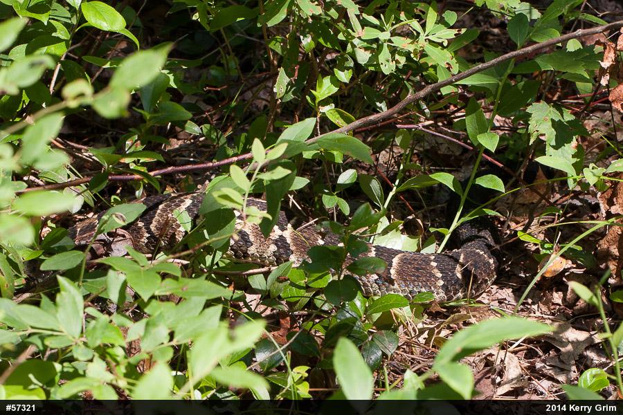 Timber Rattlesnake