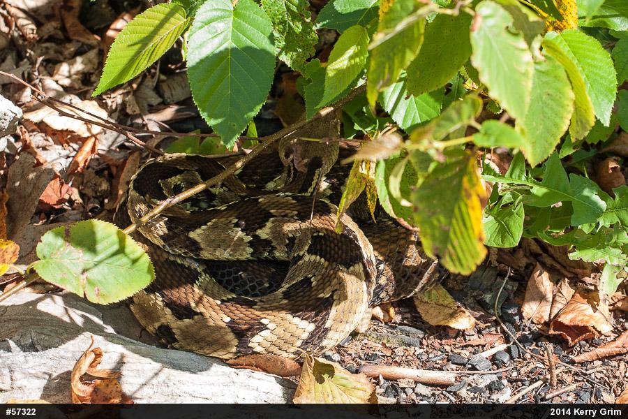 Timber Rattlesnake