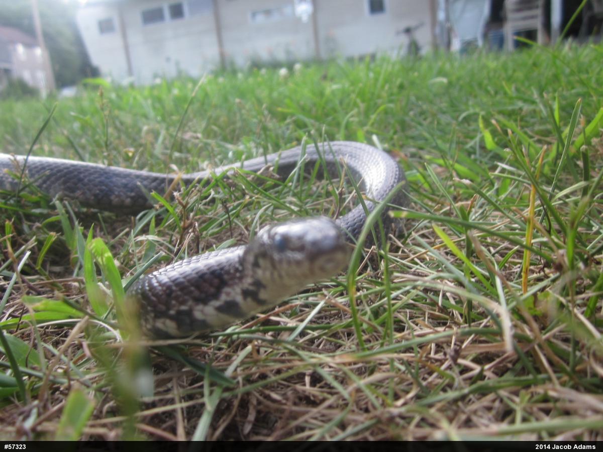 Eastern Milksnake
