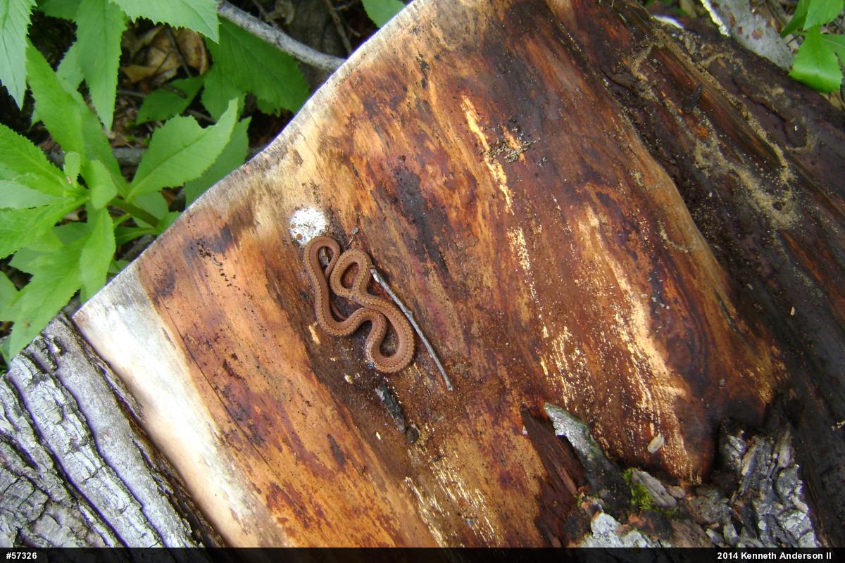 Red-bellied Snake