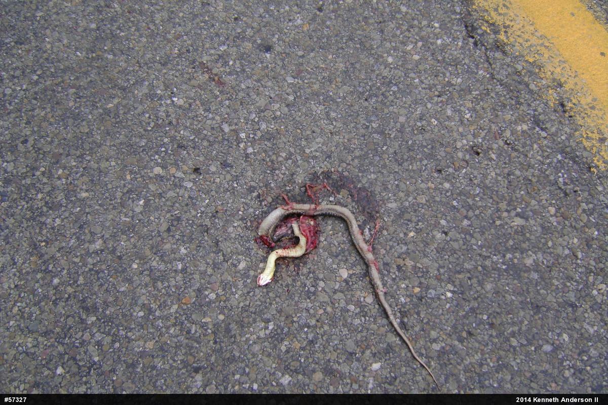 Eastern Gartersnake