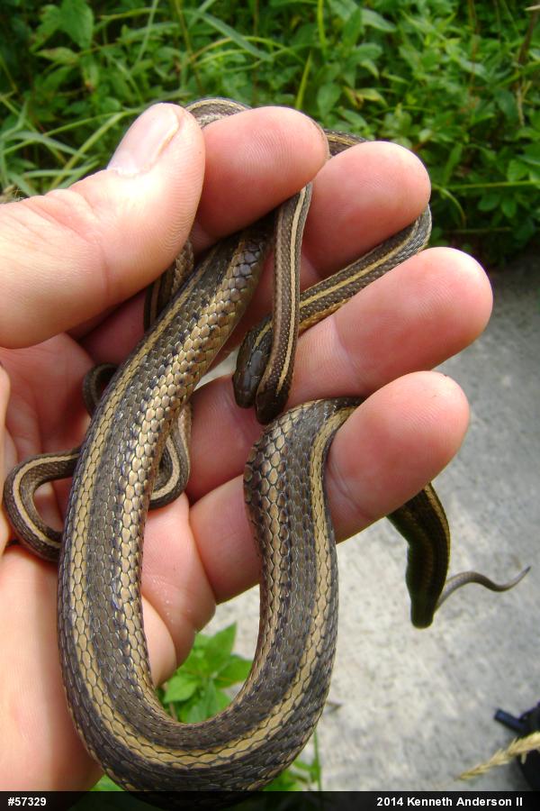 Shorthead Gartersnake
