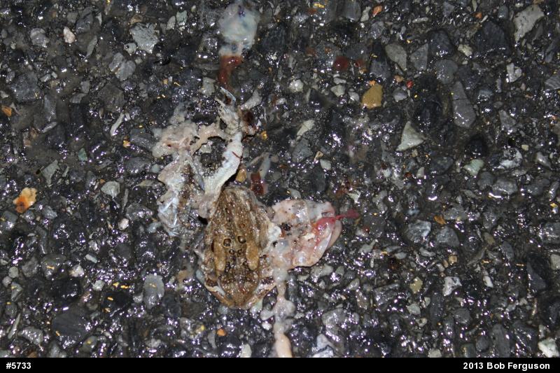 Eastern American Toad