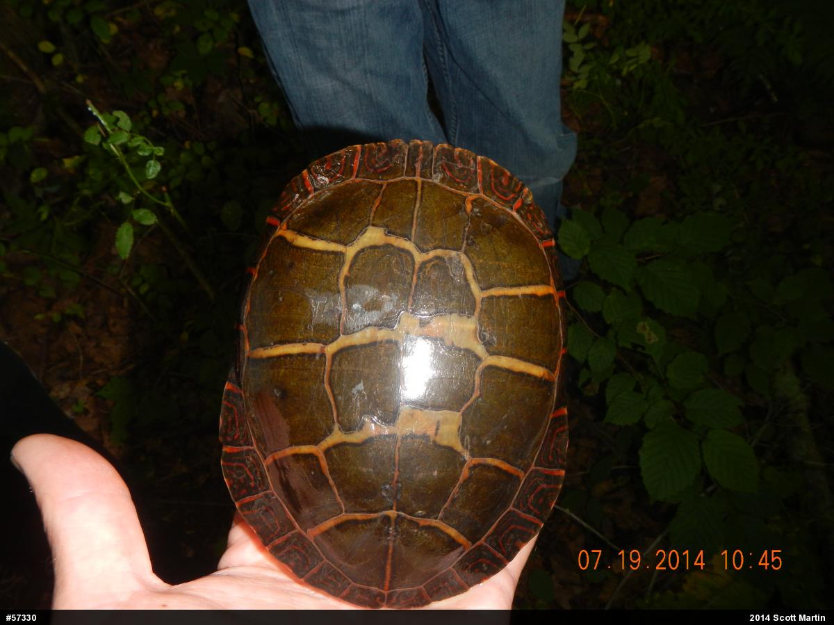 Eastern Painted Turtle
