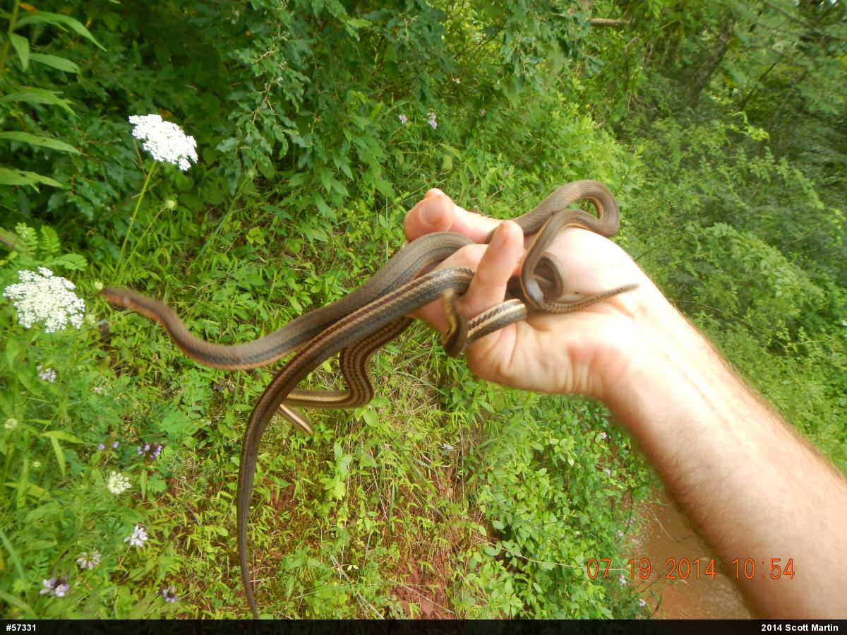 Queensnake