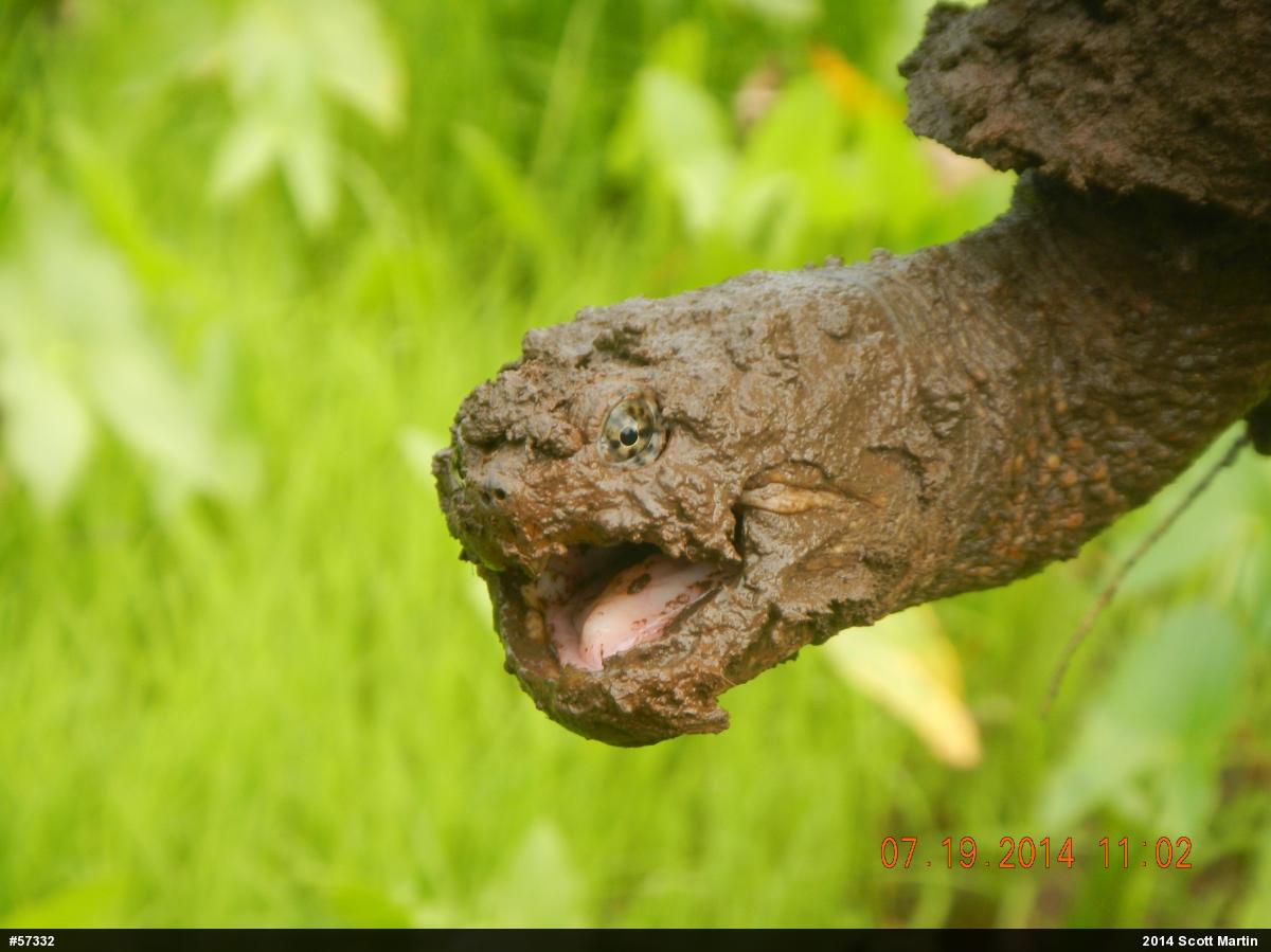 Snapping Turtle
