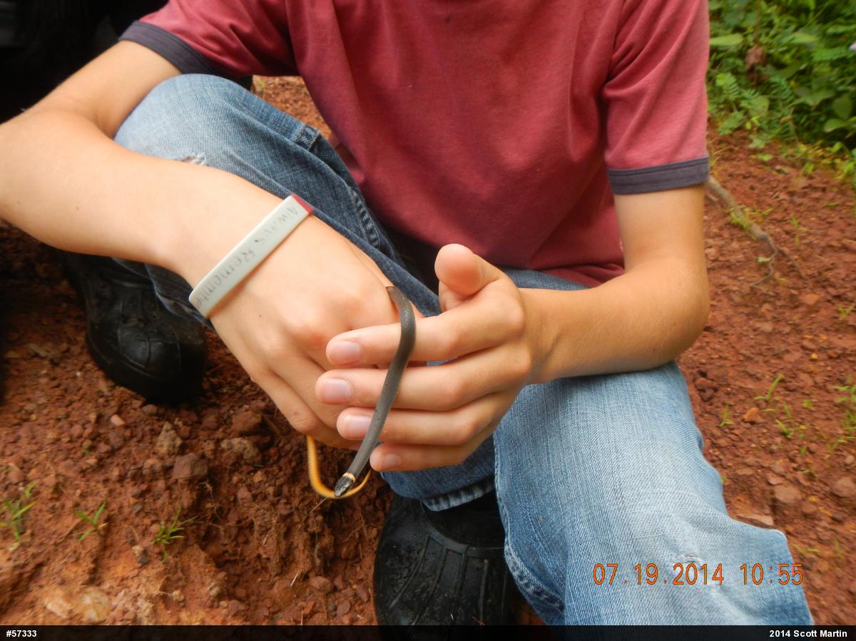 Northern Ring-necked Snake