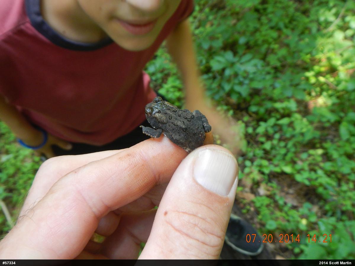 Eastern American Toad