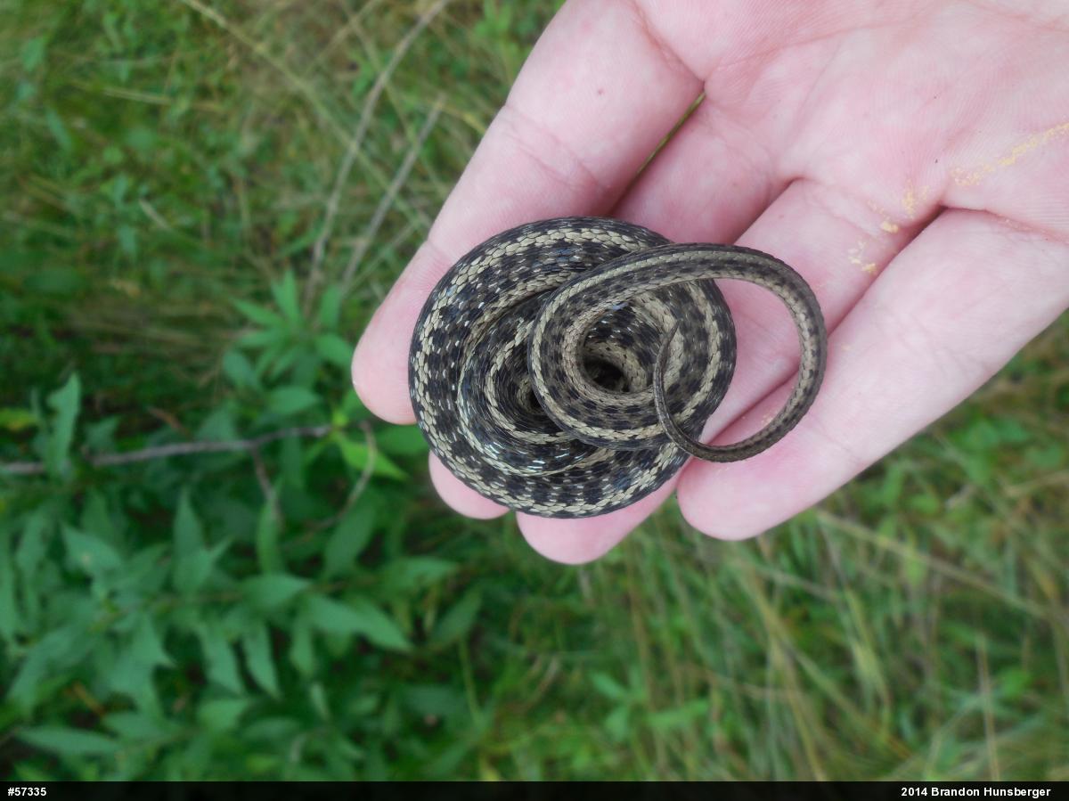 Eastern Gartersnake