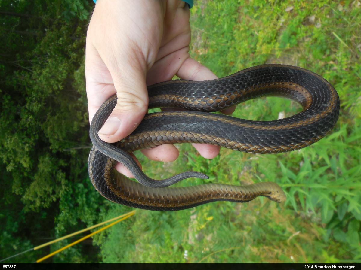 Eastern Gartersnake