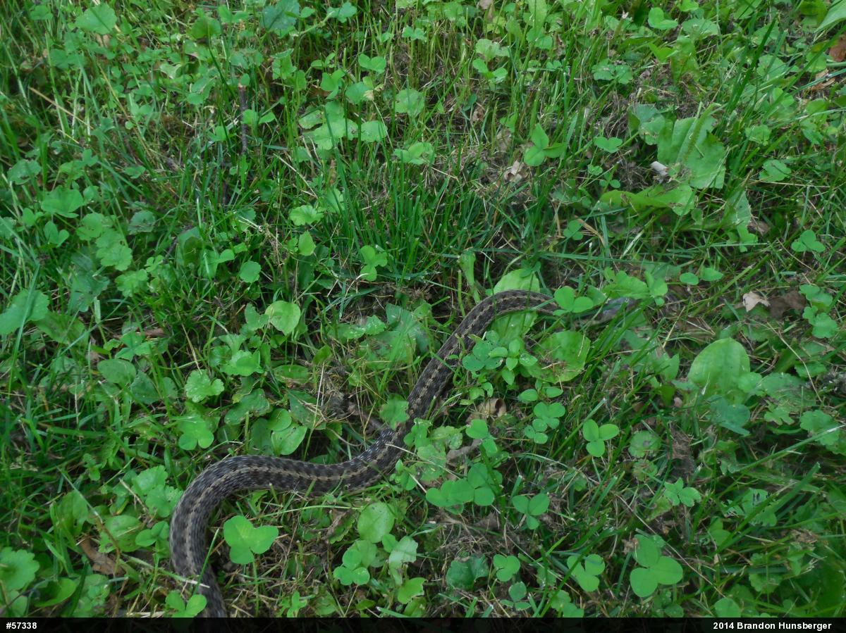 Eastern Gartersnake