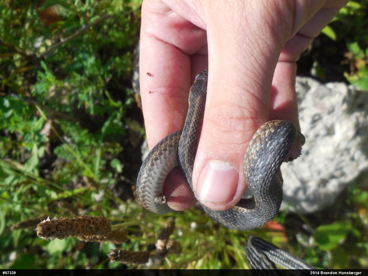 Eastern Gartersnake