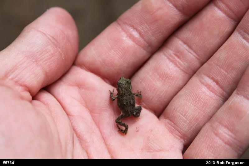 True Toads