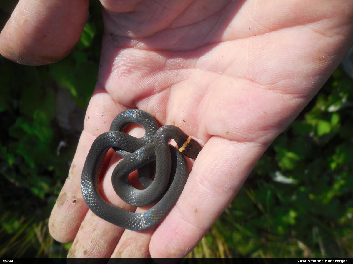 Northern Ring-necked Snake
