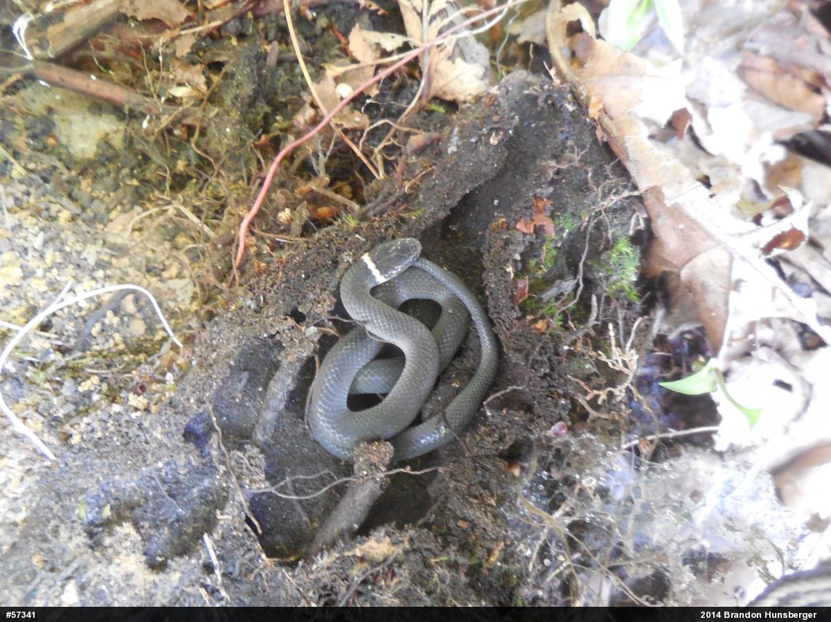 Northern Ring-necked Snake