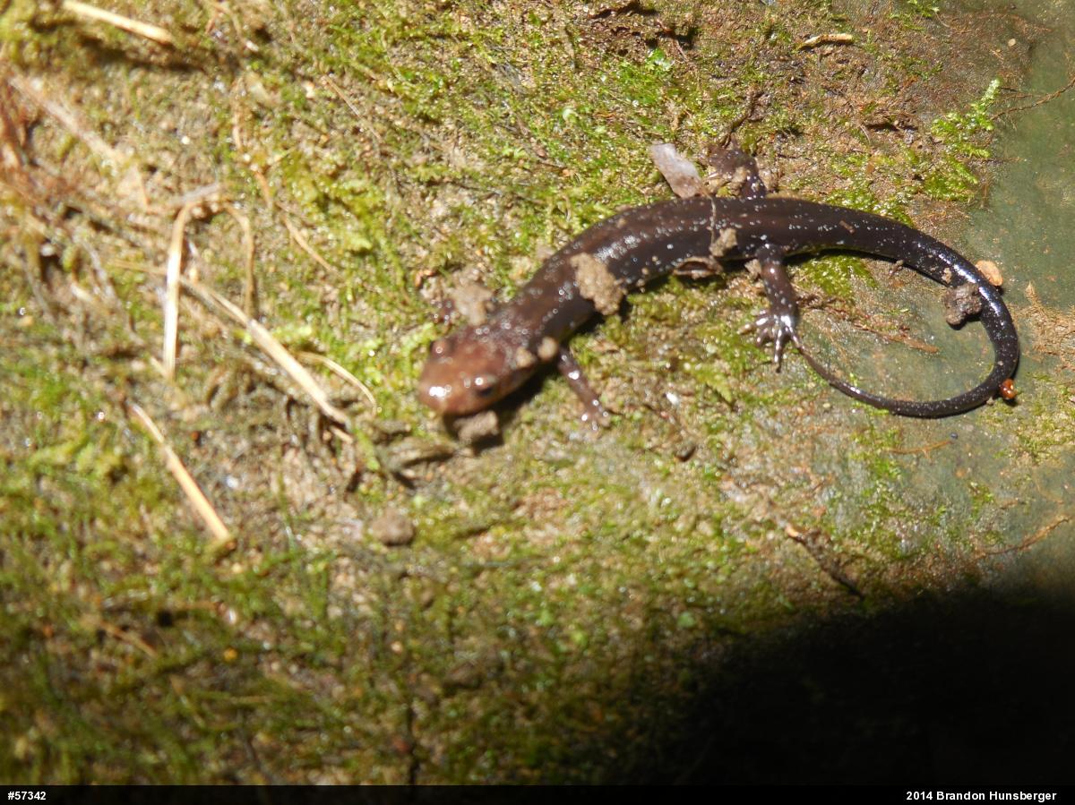 Allegheny Mountain Dusky Salamander