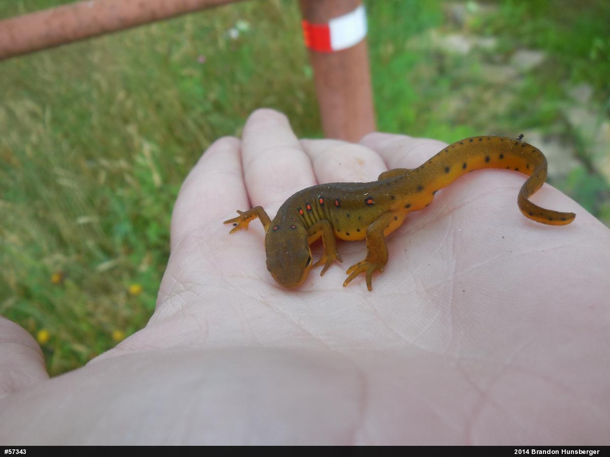 Red-spotted Newt