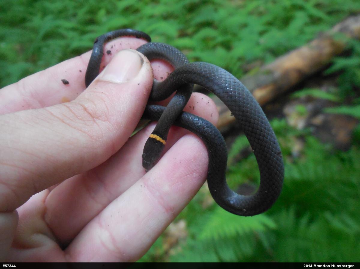 Northern Ring-necked Snake