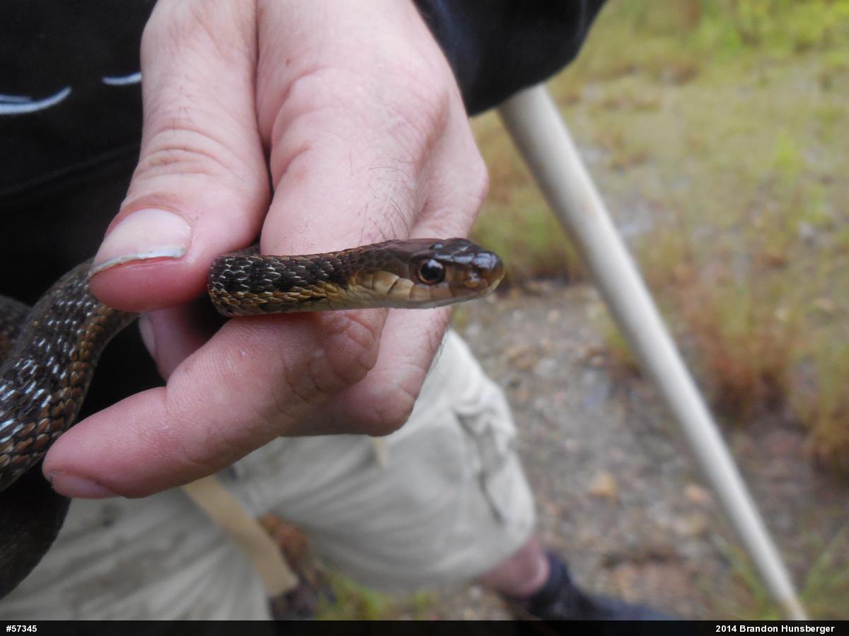 Eastern Gartersnake