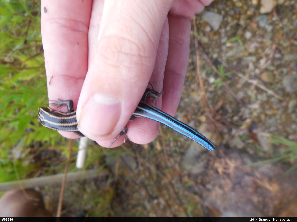 Common Five-lined Skink