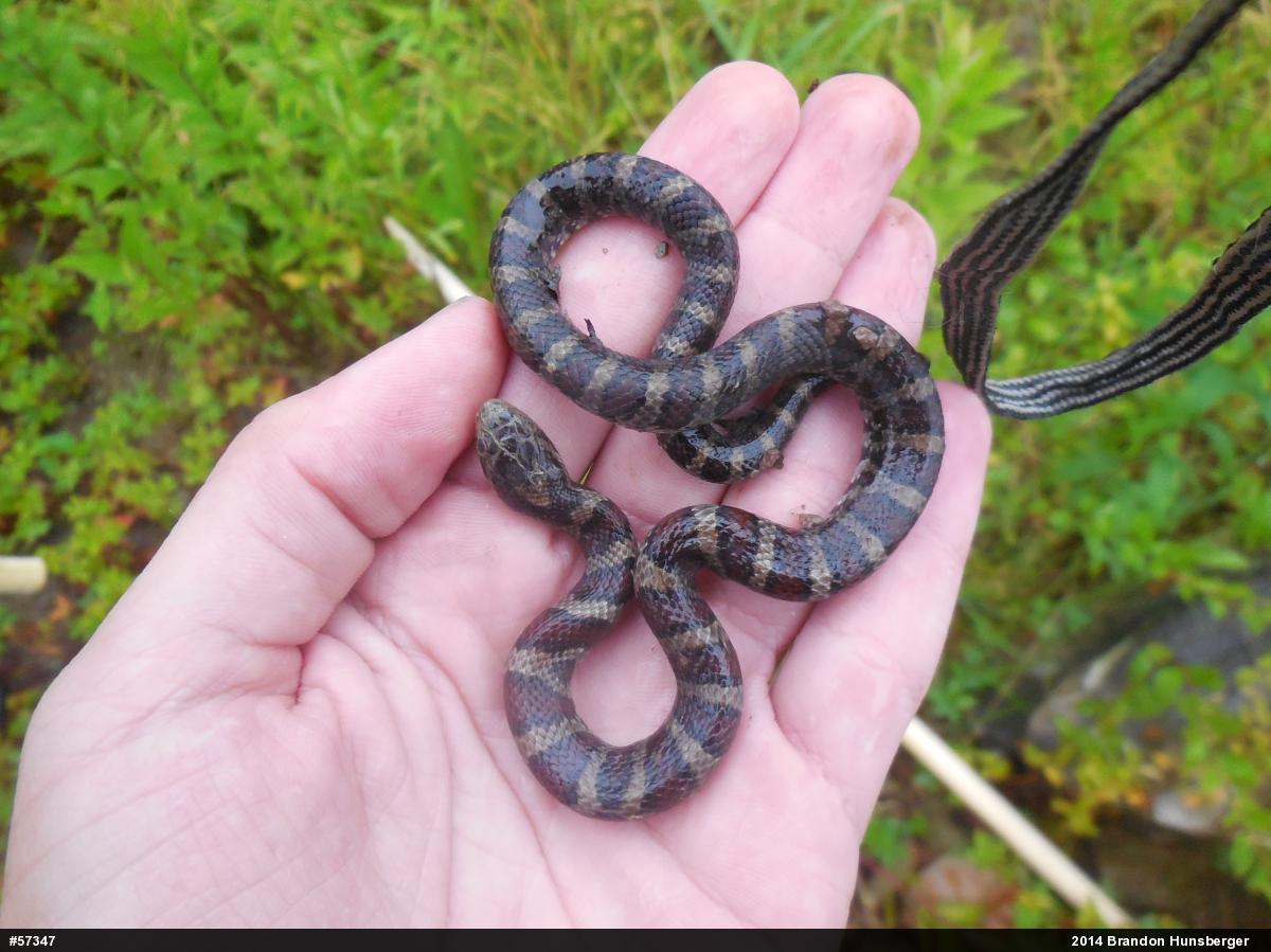 Eastern Milksnake