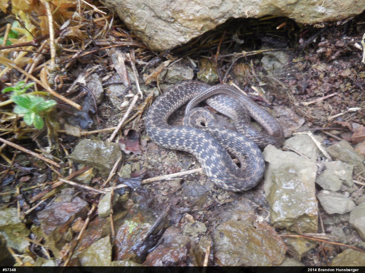 Eastern Gartersnake