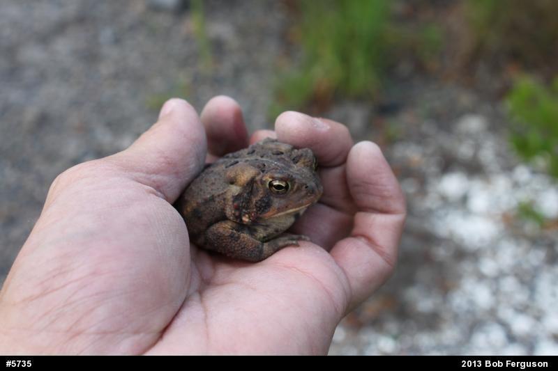 True Toads