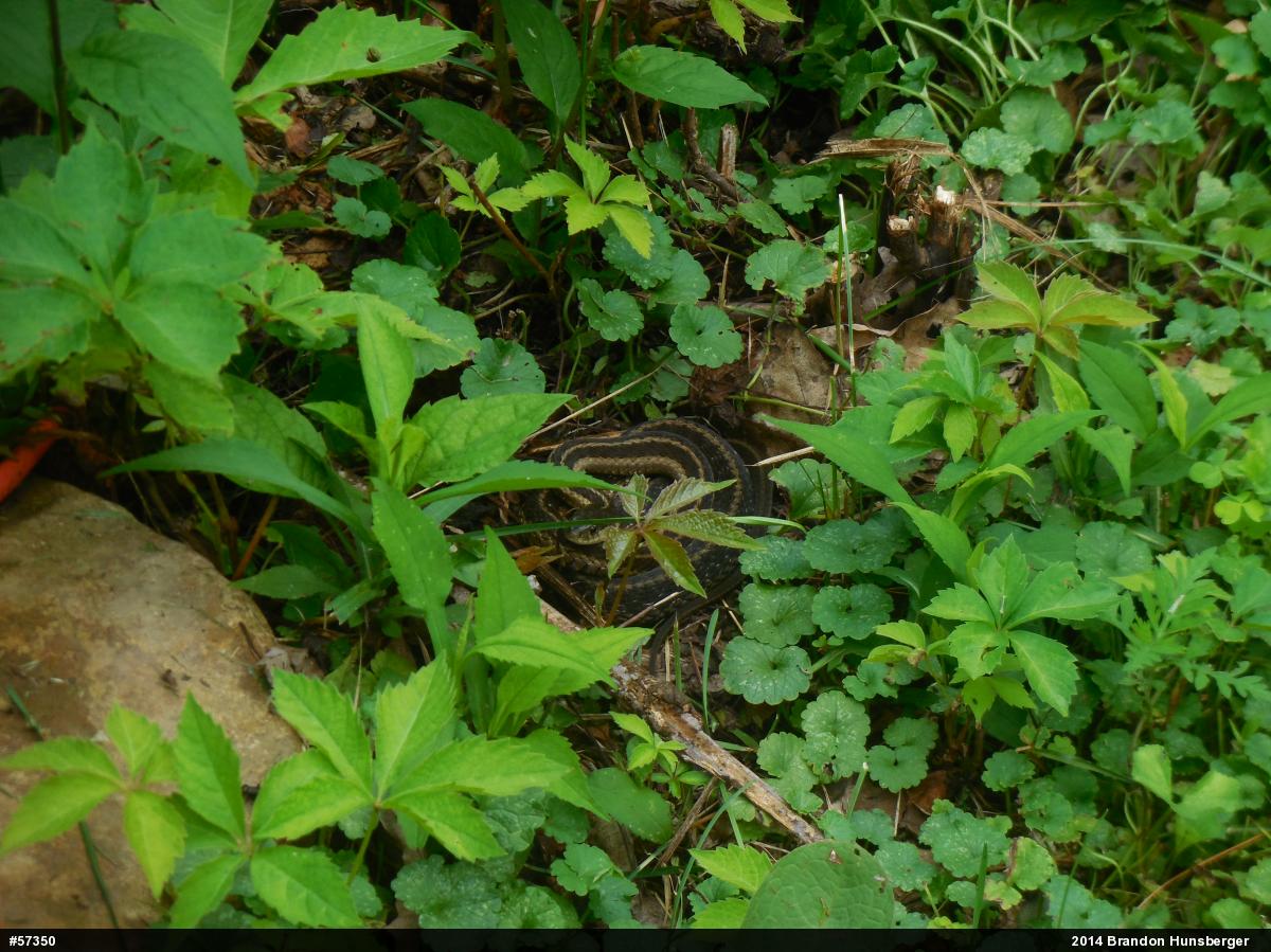 Eastern Gartersnake