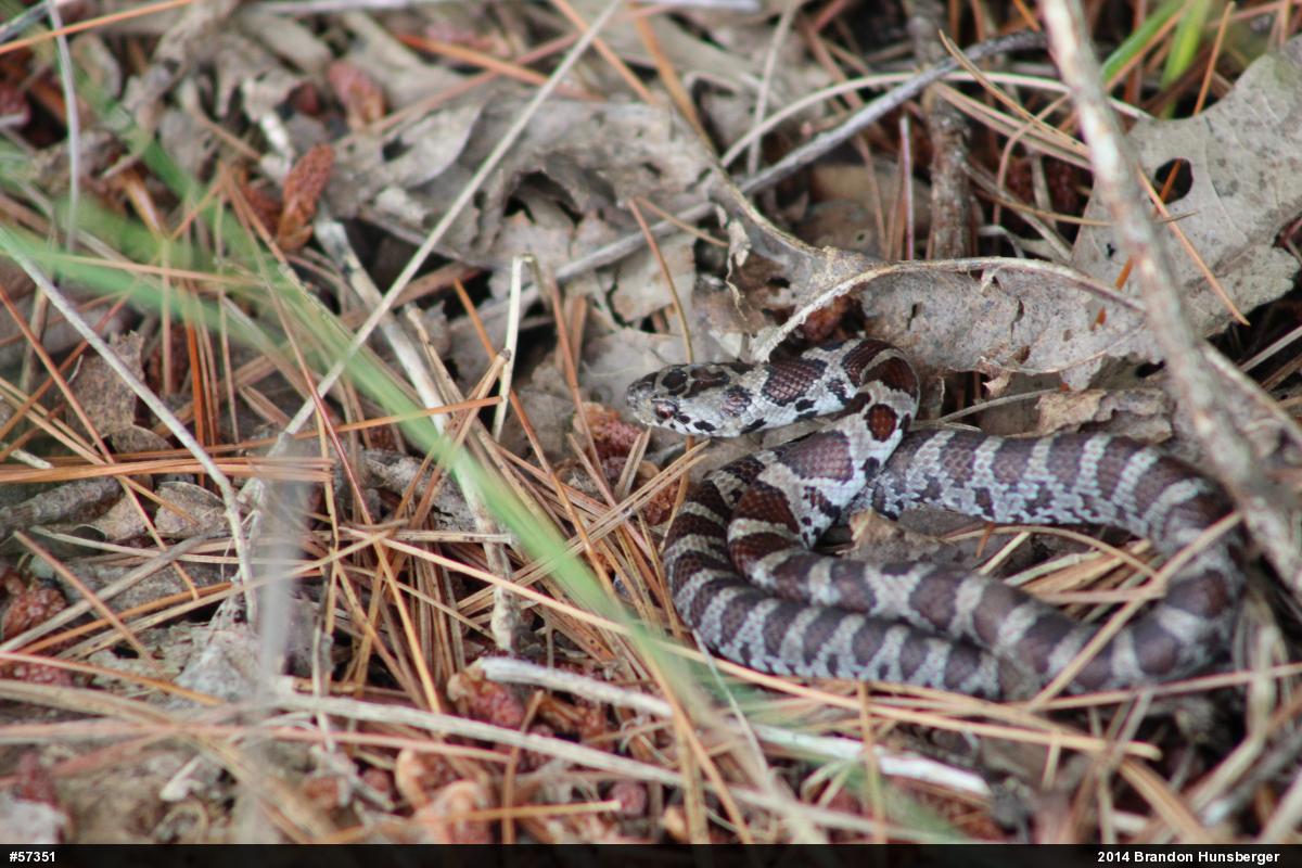 Eastern Milksnake