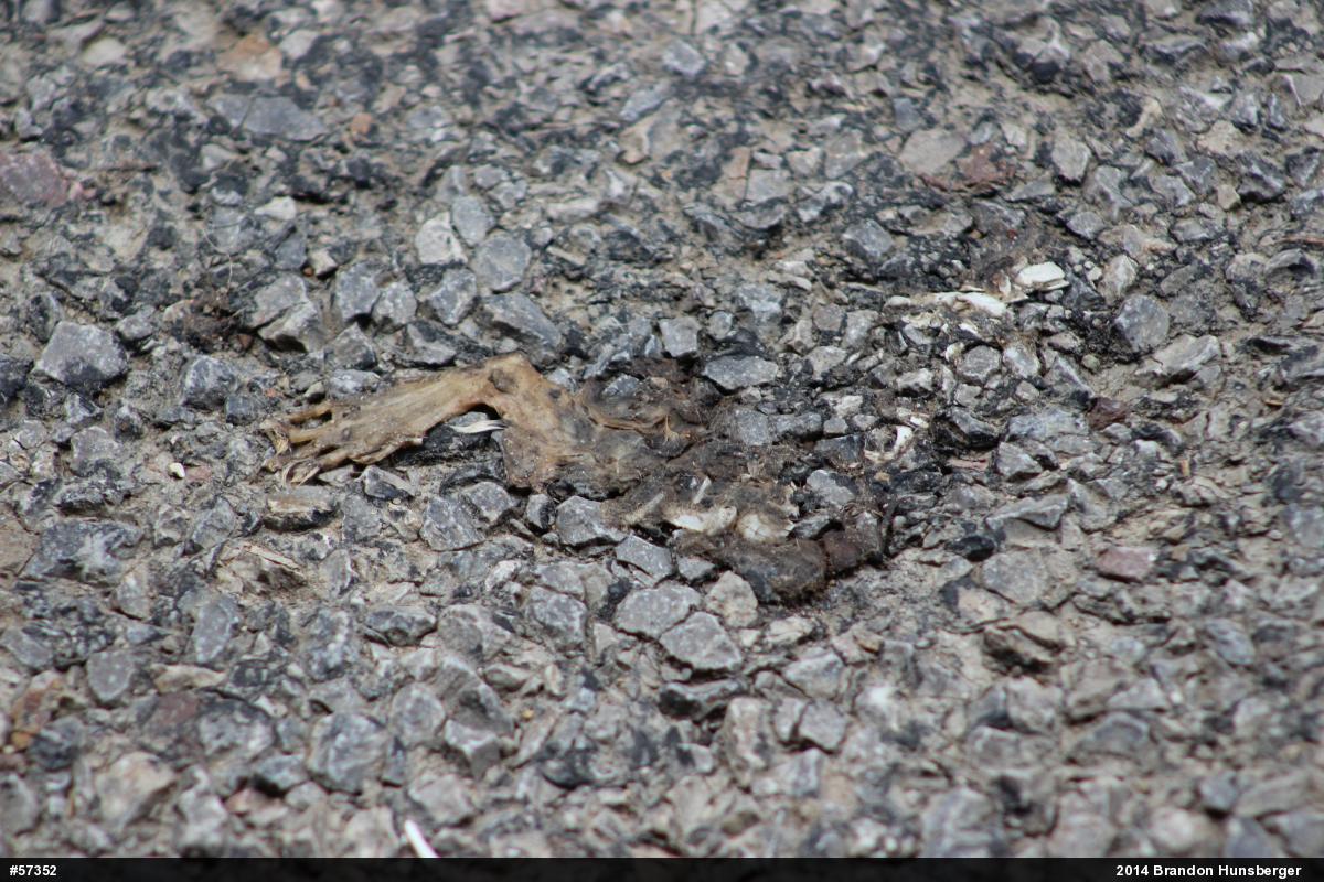 Eastern American Toad