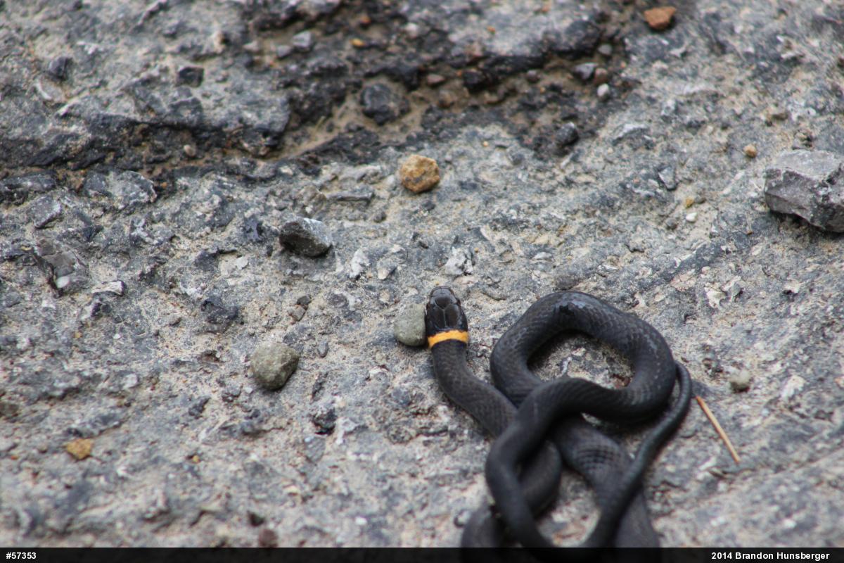Northern Ring-necked Snake
