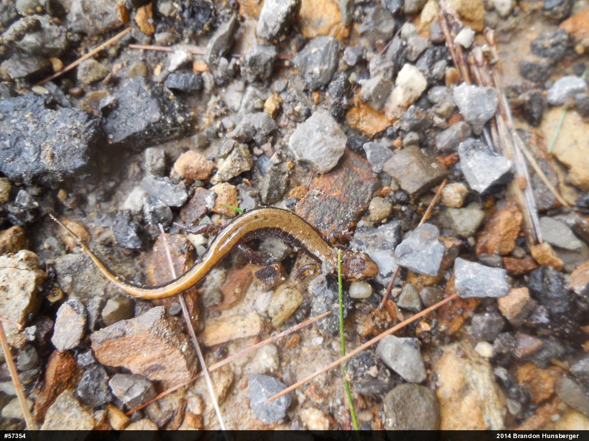 Allegheny Mountain Dusky Salamander