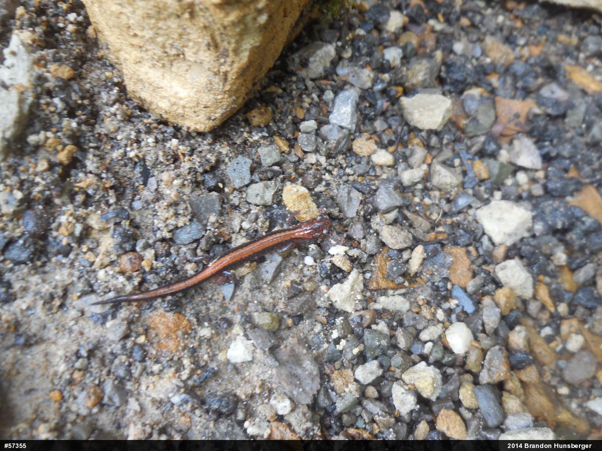 Eastern Red-backed  Salamander