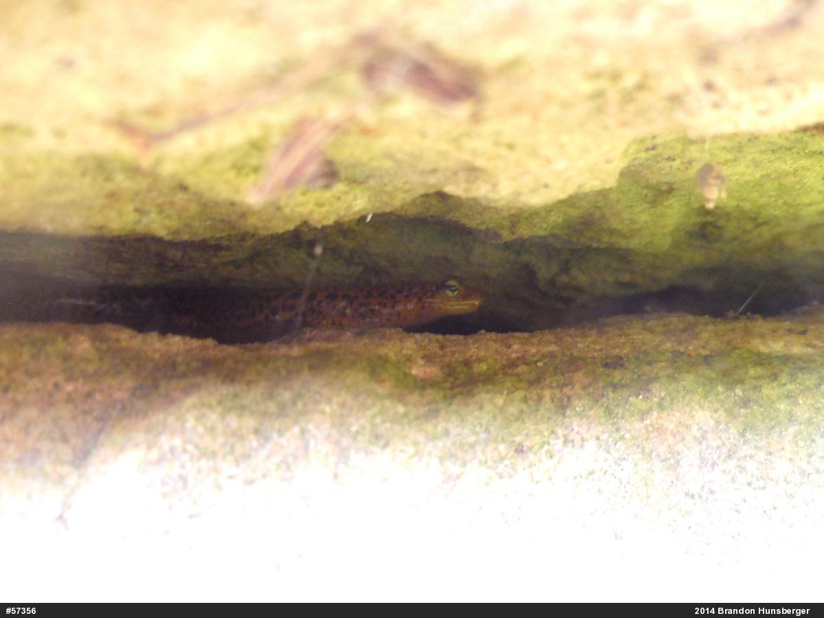 Eastern Long-tailed Salamander