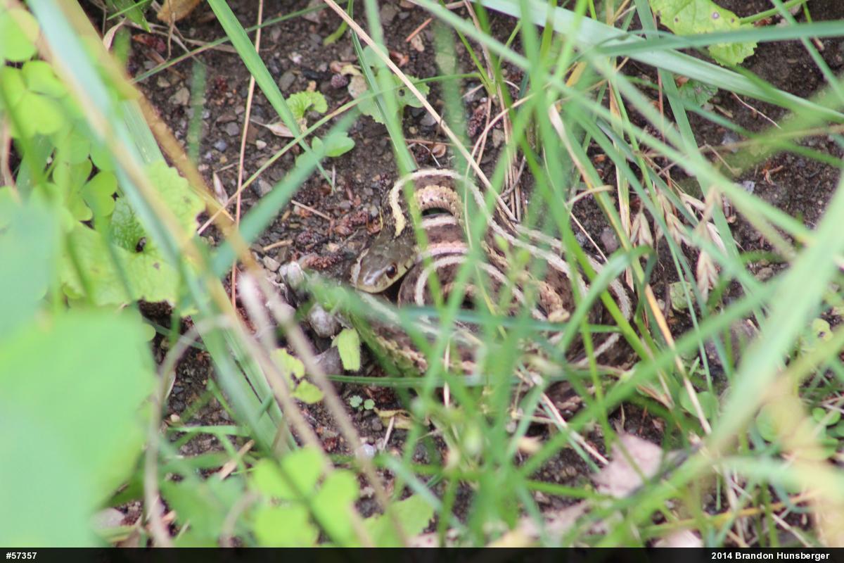 Eastern Gartersnake