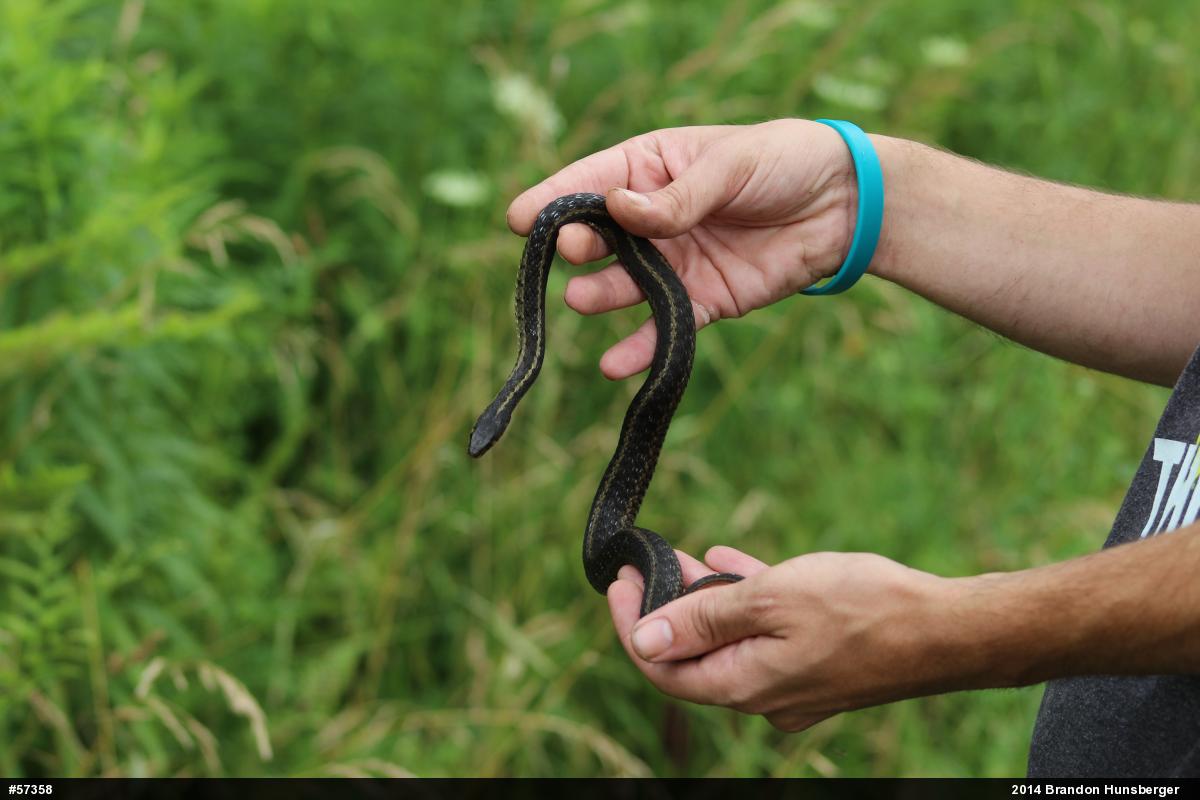Eastern Gartersnake