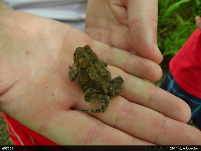 Eastern American Toad
