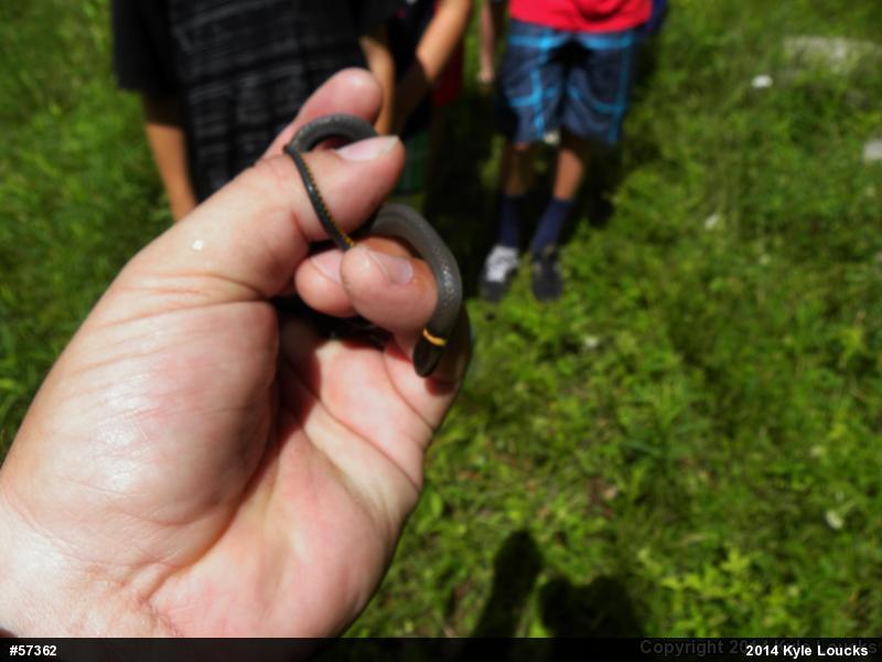 Northern Ring-necked Snake