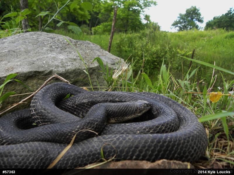 Eastern Ratsnake