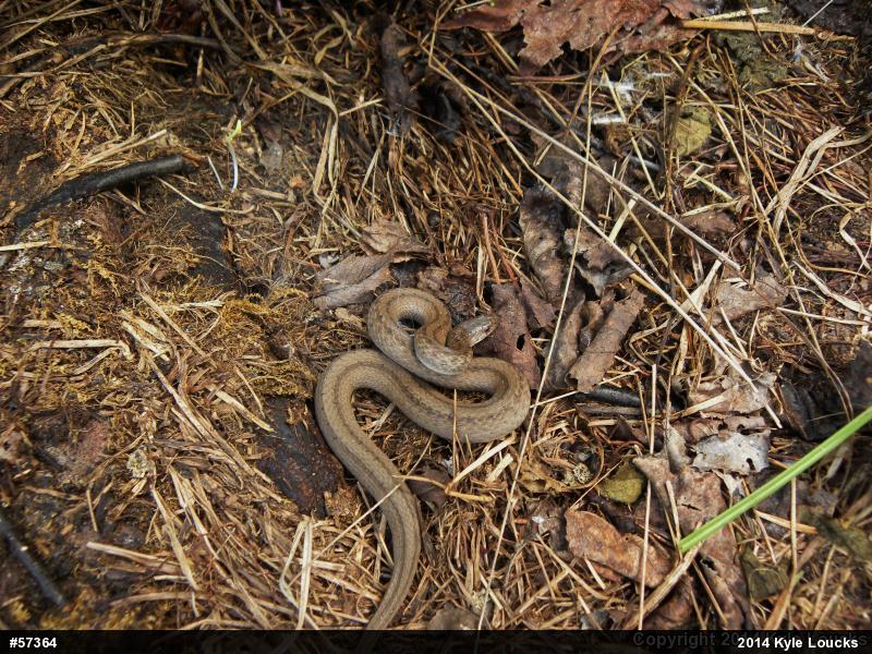 Dekay's Brownsnake
