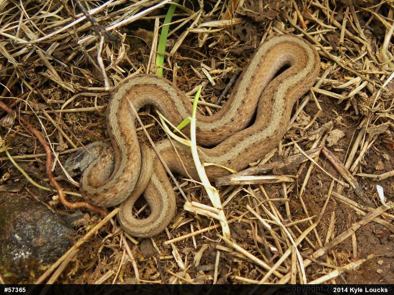 Dekay's Brownsnake