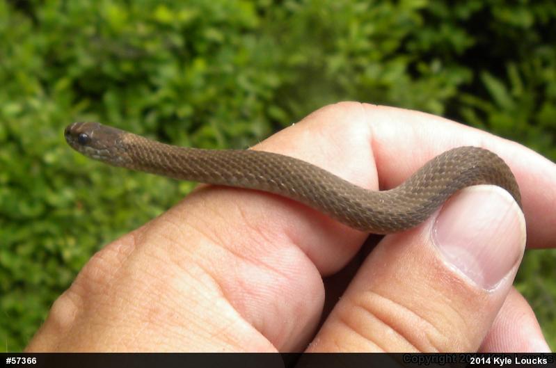 Red-bellied Snake