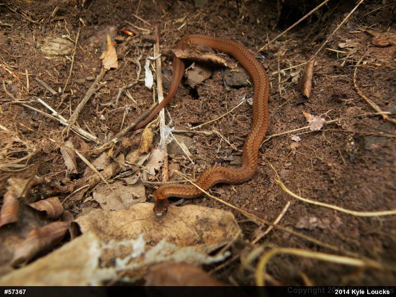 Red-bellied Snake
