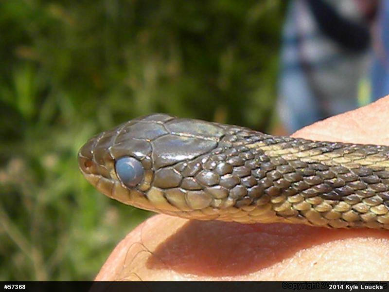 Eastern Gartersnake