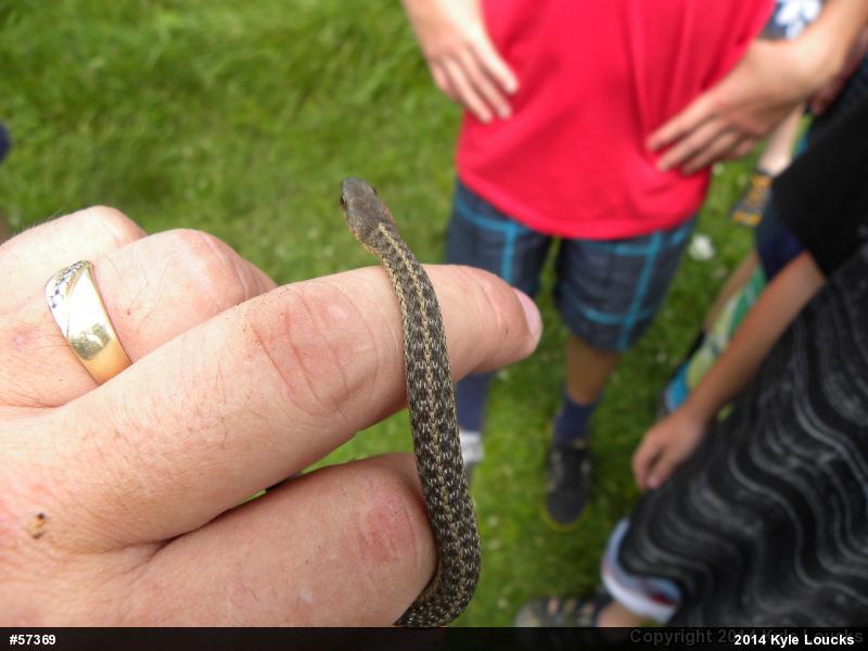 Eastern Gartersnake